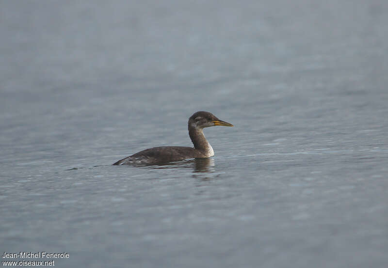 Red-necked GrebeFirst year, identification