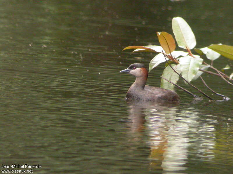 Grèbe malgacheadulte, identification