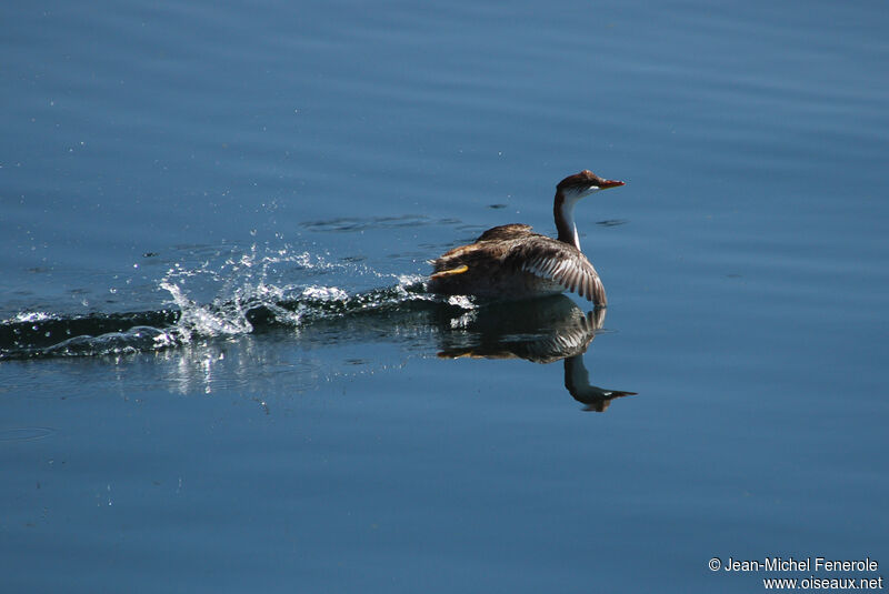 Titicaca Grebe