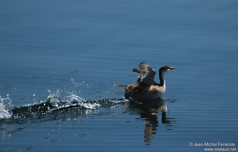 Titicaca Grebeadult