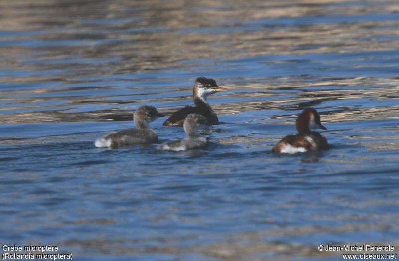 Titicaca Grebe