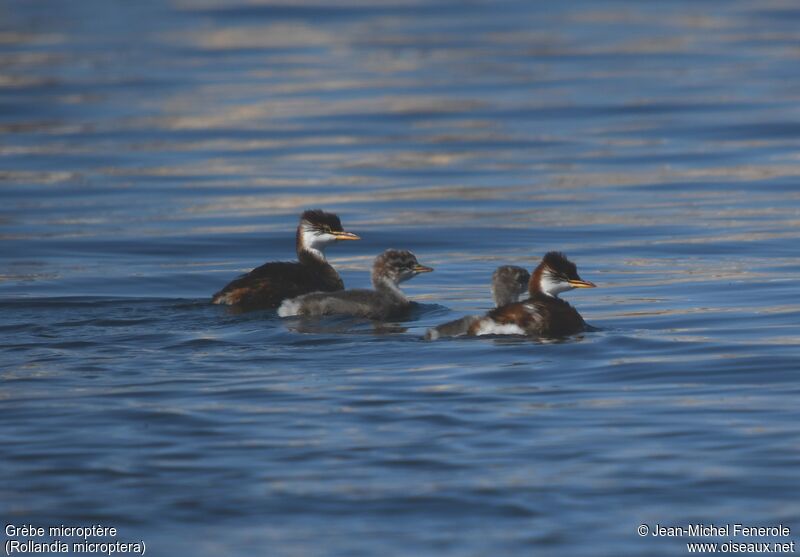 Titicaca Grebe