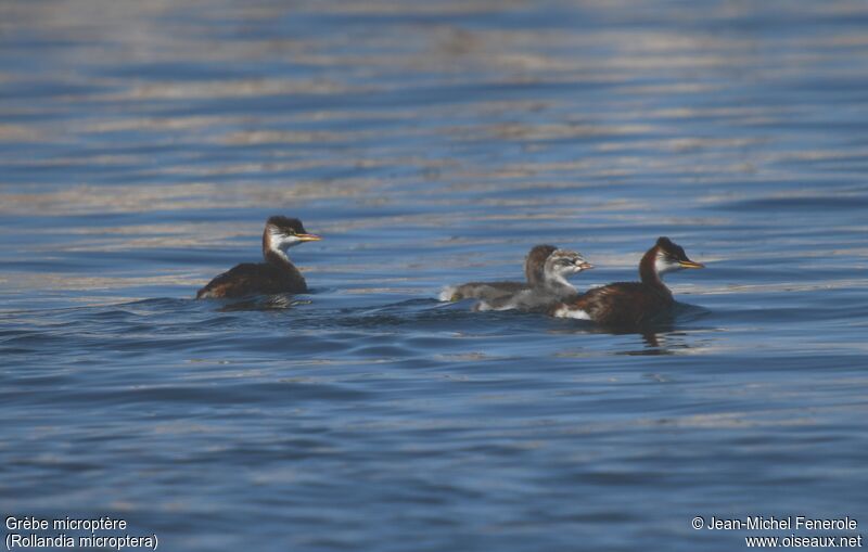 Titicaca Grebe