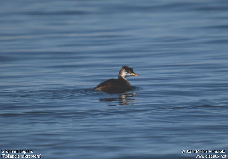 Titicaca Grebe