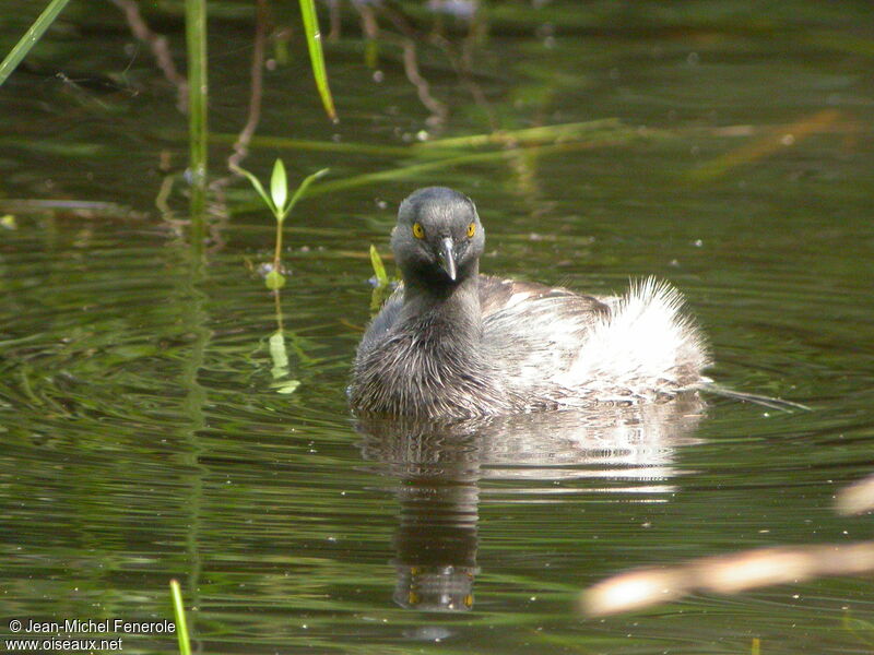 Least Grebe