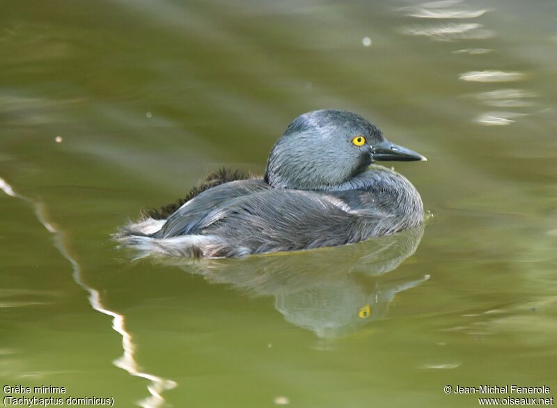 Least Grebe