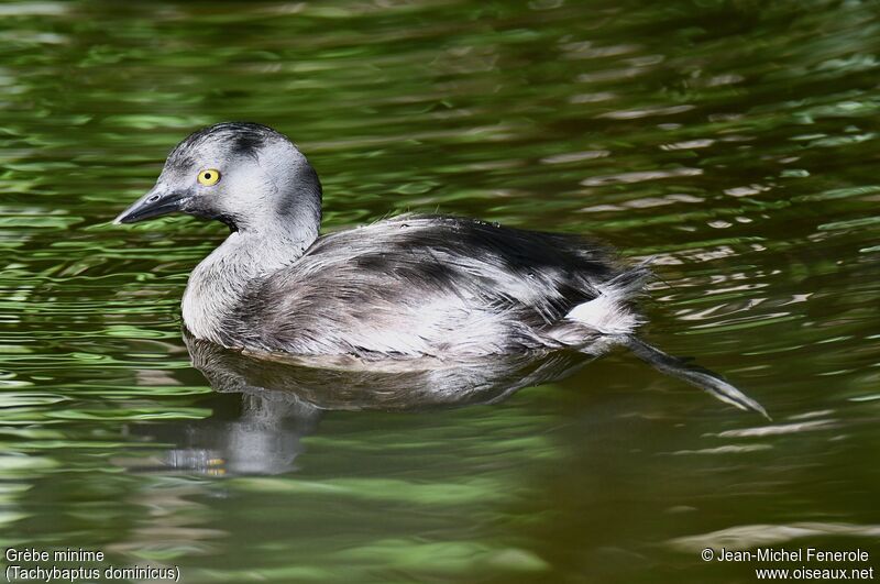 Least Grebe