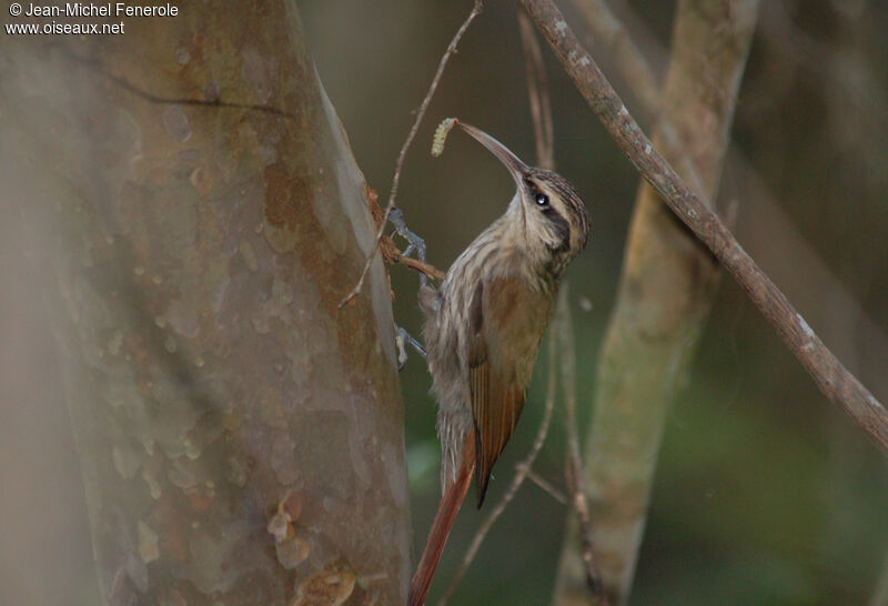 Narrow-billed Woodcreeper