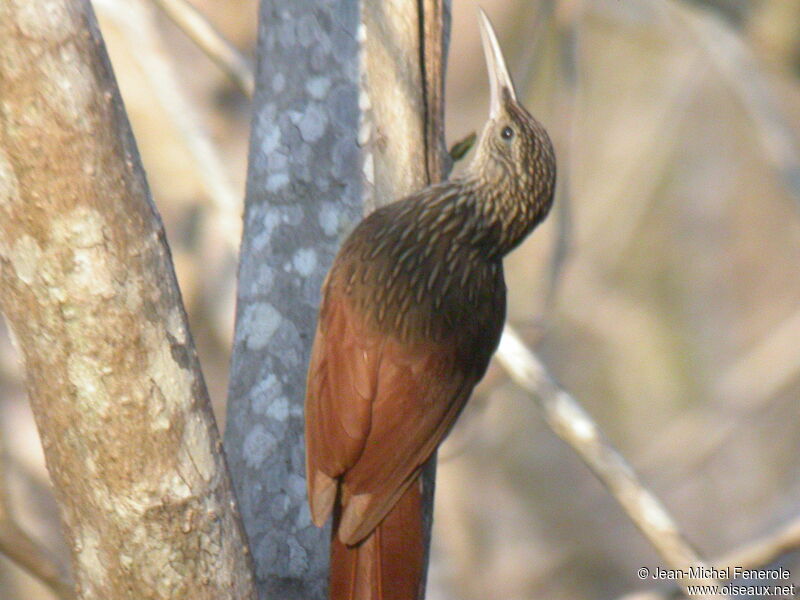 Ivory-billed Woodcreeper