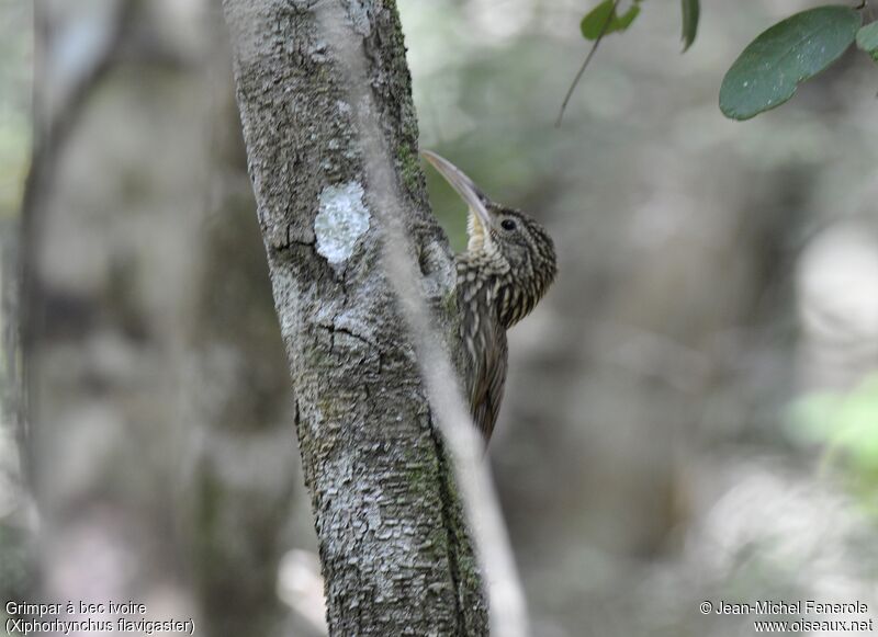 Ivory-billed Woodcreeper