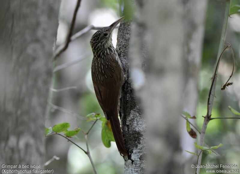 Ivory-billed Woodcreeper