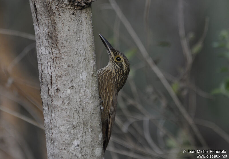 Planalto Woodcreeper