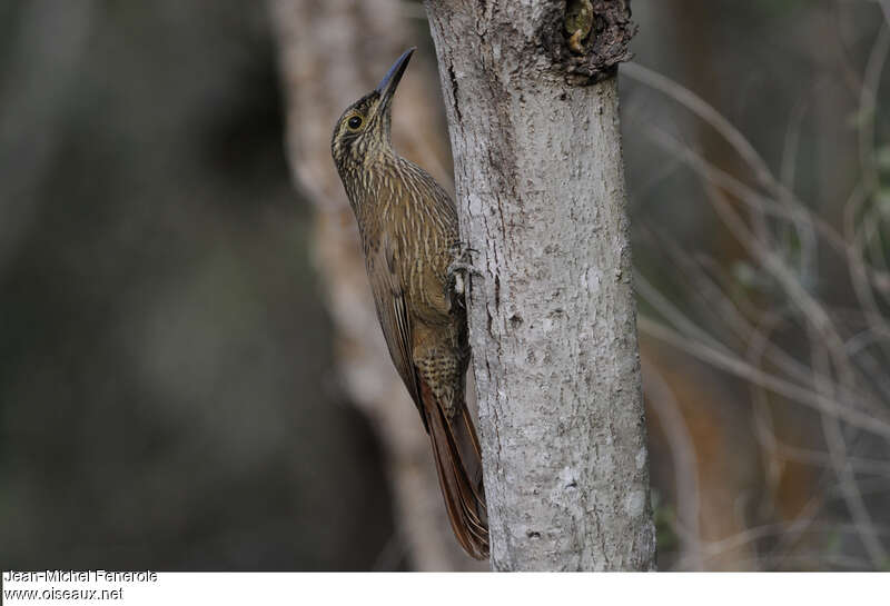 Planalto Woodcreeperadult, identification