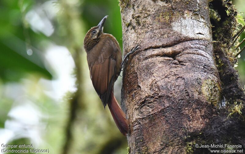 Plain-brown Woodcreeperadult, identification