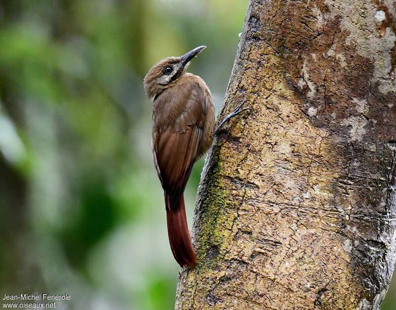 Plain-brown Woodcreeperadult, identification