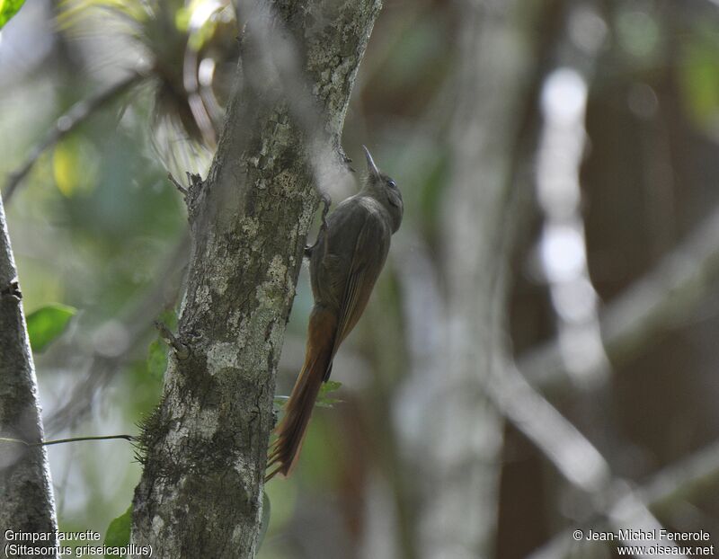 Olivaceous Woodcreeper