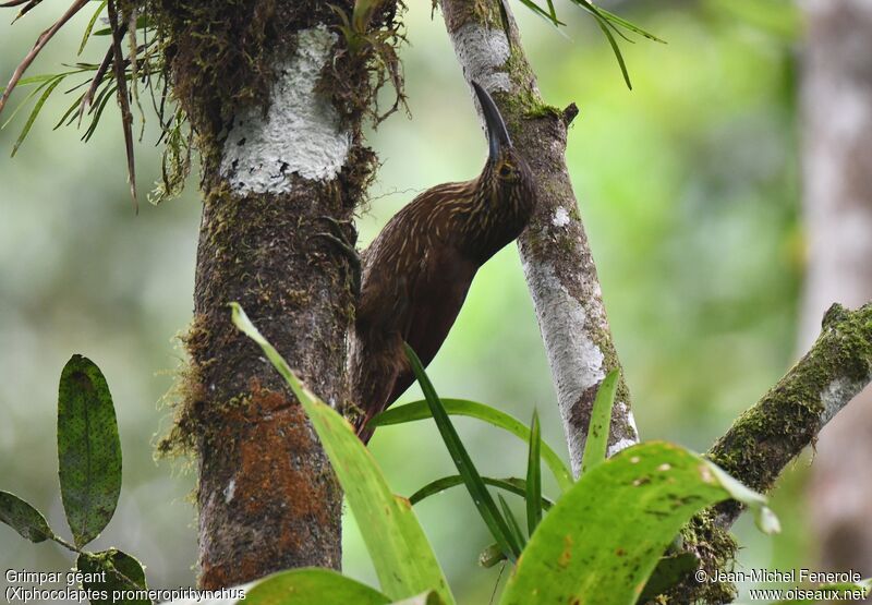 Strong-billed Woodcreeper