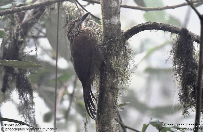 Strong-billed Woodcreeper