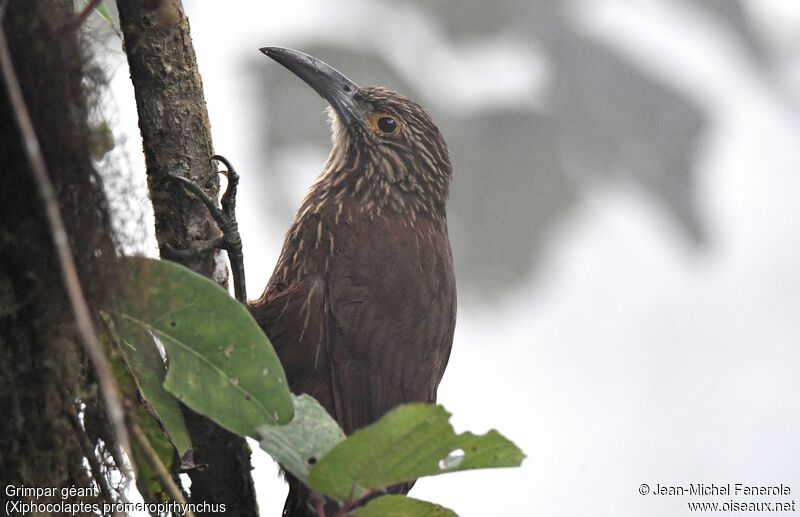 Strong-billed Woodcreeper