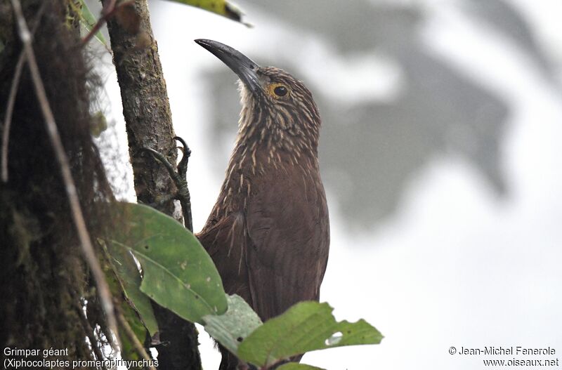 Strong-billed Woodcreeper