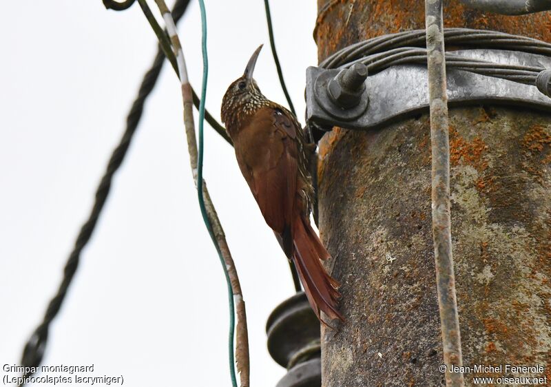 Montane Woodcreeper