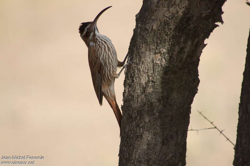 Scimitar-billed Woodcreeperadult, identification