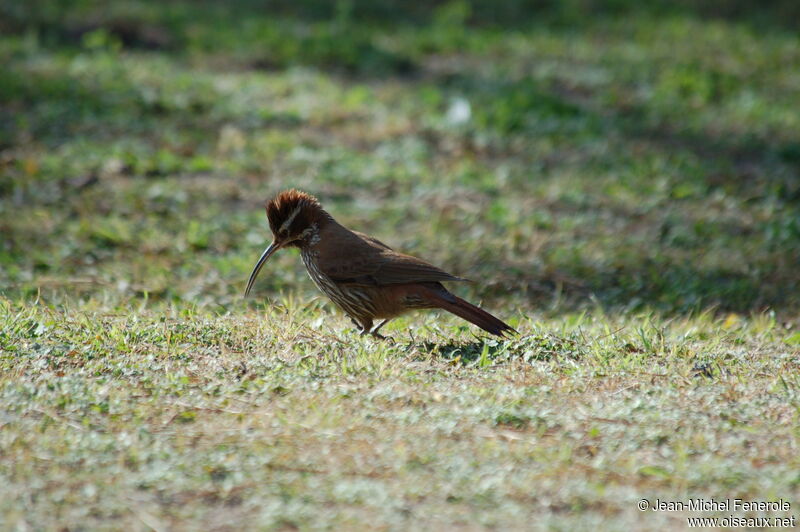 Scimitar-billed Woodcreeper