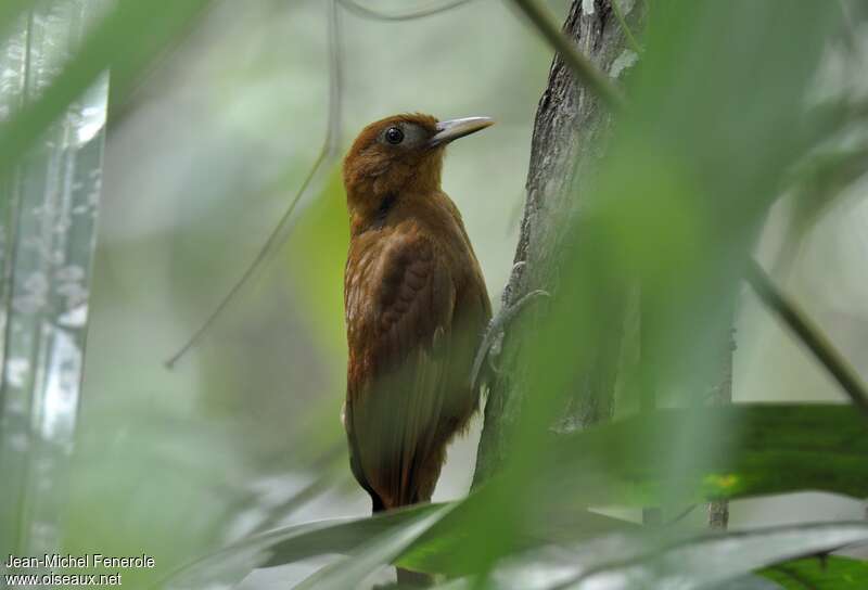 Ruddy Woodcreeper