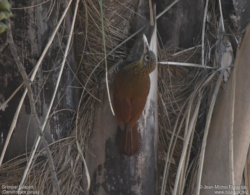 Straight-billed Woodcreeper