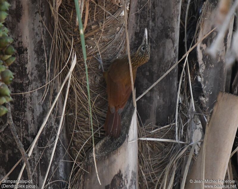 Straight-billed Woodcreeper