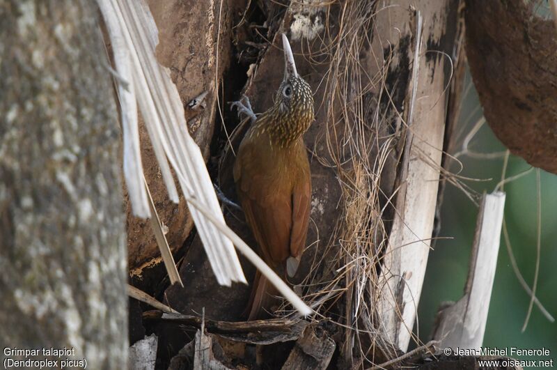 Straight-billed Woodcreeper