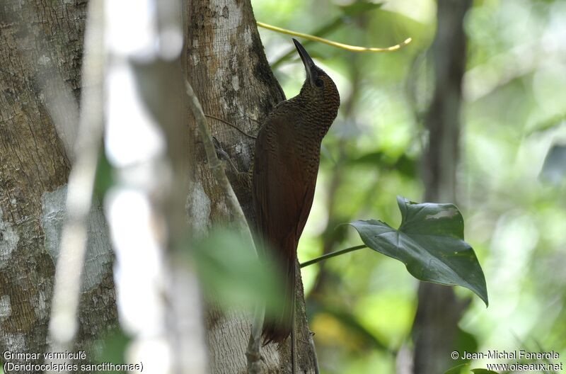 Northern Barred Woodcreeper