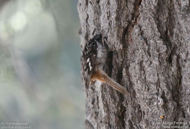 Brown Creeper