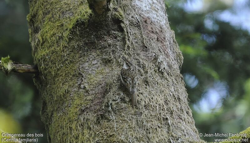 Eurasian Treecreeper