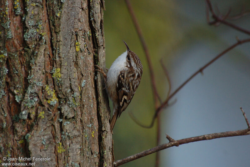 Short-toed Treecreeperadult