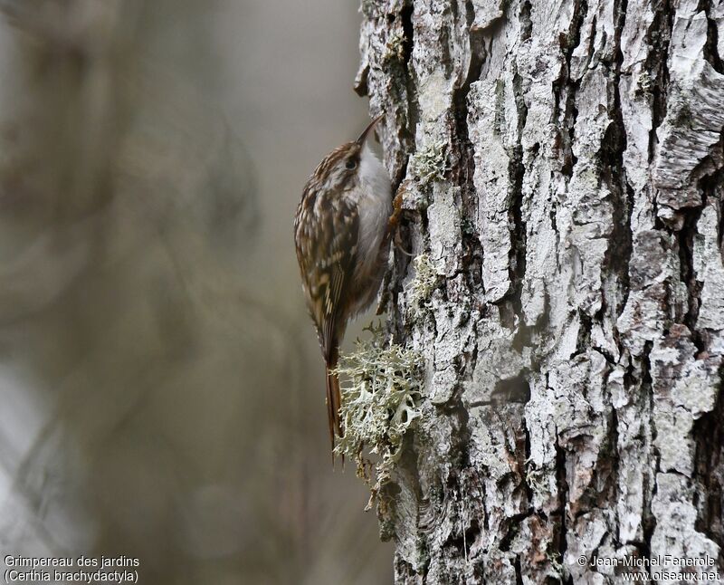 Short-toed Treecreeper