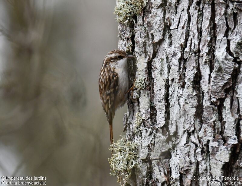 Short-toed Treecreeper