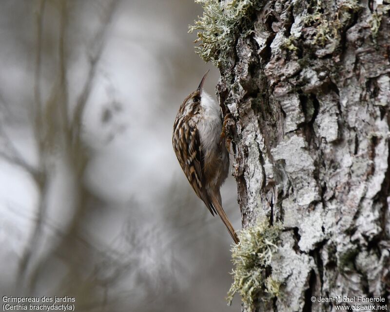 Short-toed Treecreeper