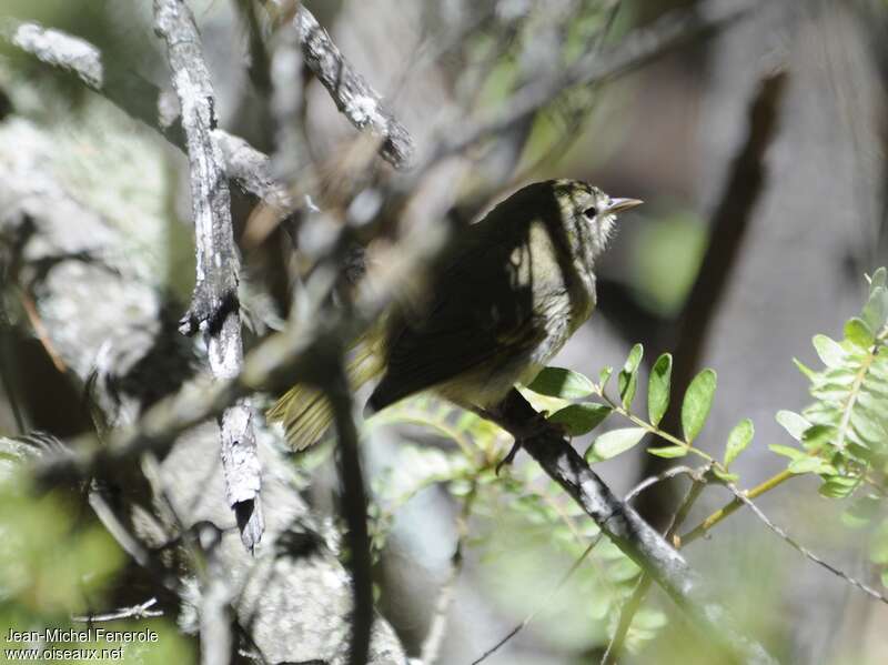 Grimpeur de Mauiimmature, identification