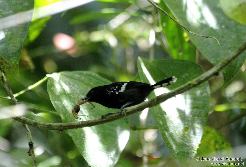 Dot-winged Antwren