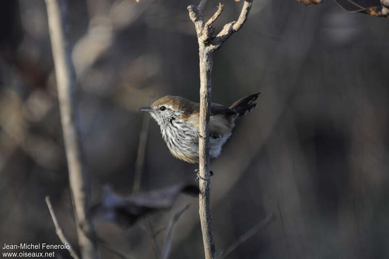 Rusty-backed Antwren female adult, identification