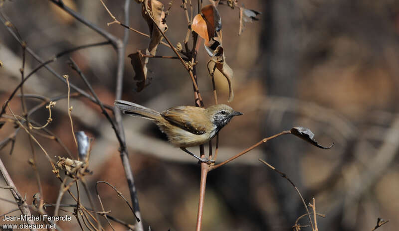 Rusty-backed Antwren male subadult, pigmentation