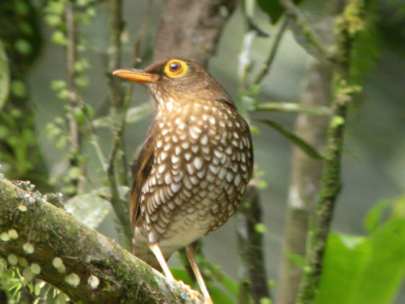 Forest Thrush