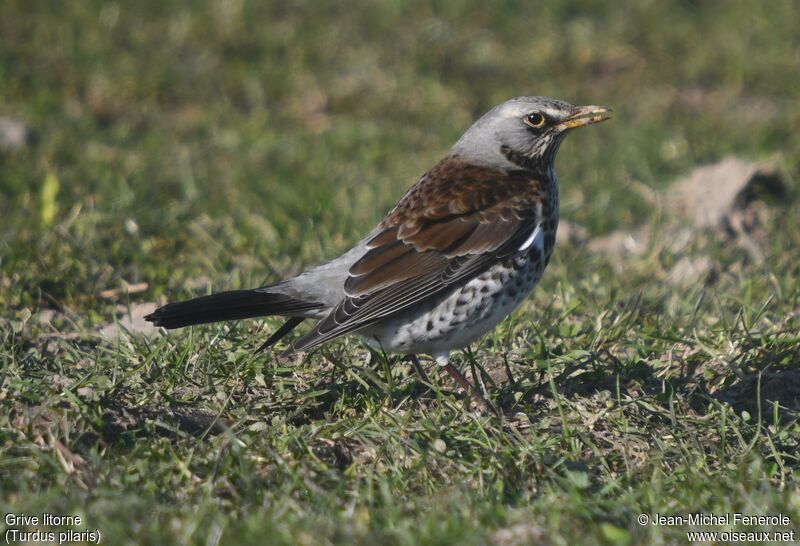 Fieldfare