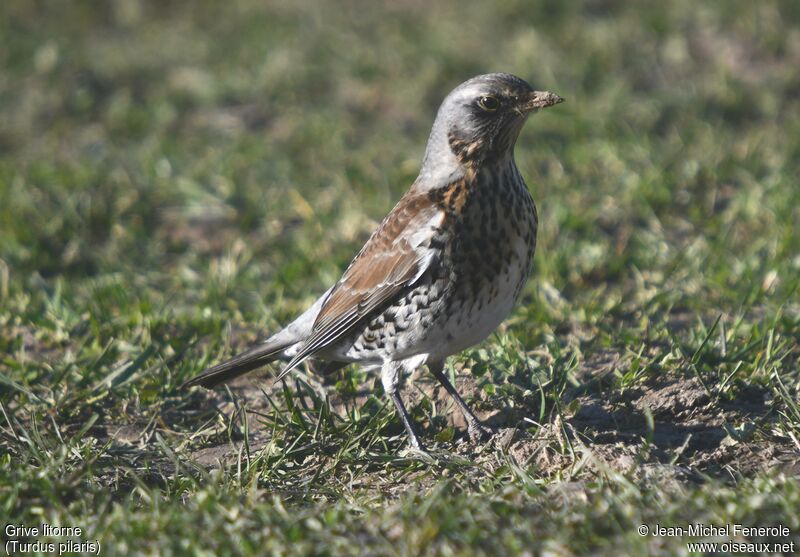 Fieldfare