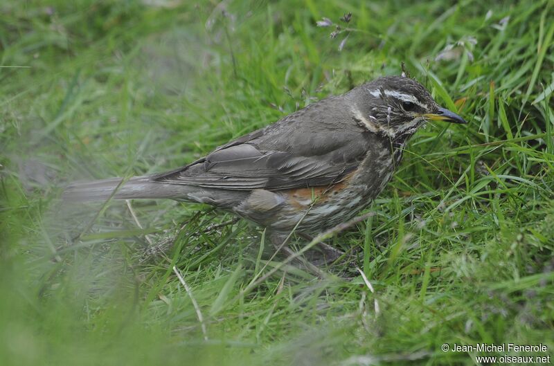 Redwing