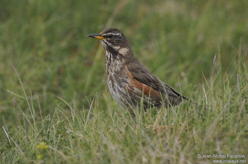 Redwing