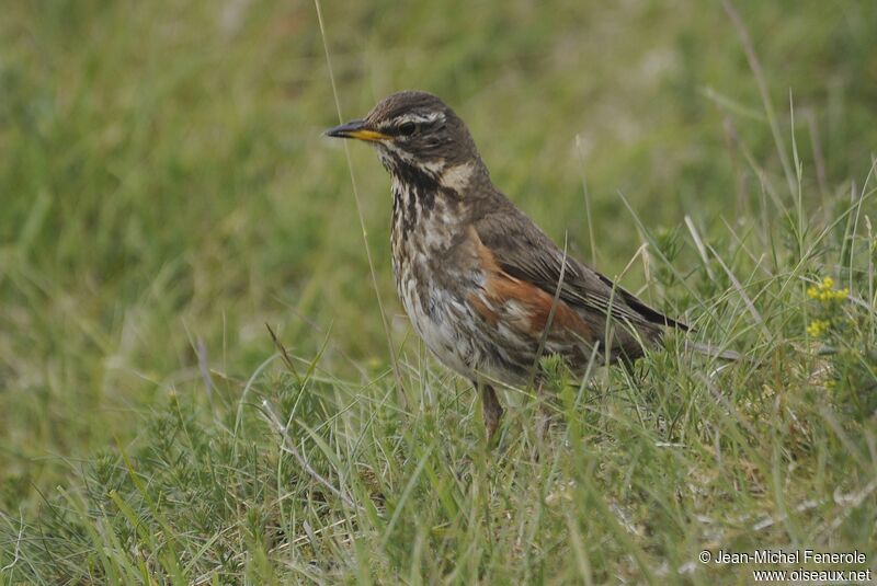 Redwing