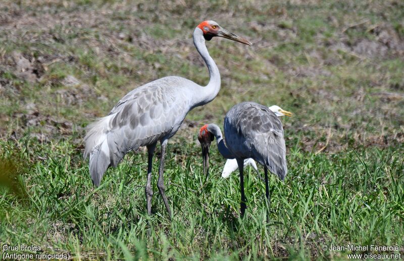 Brolga