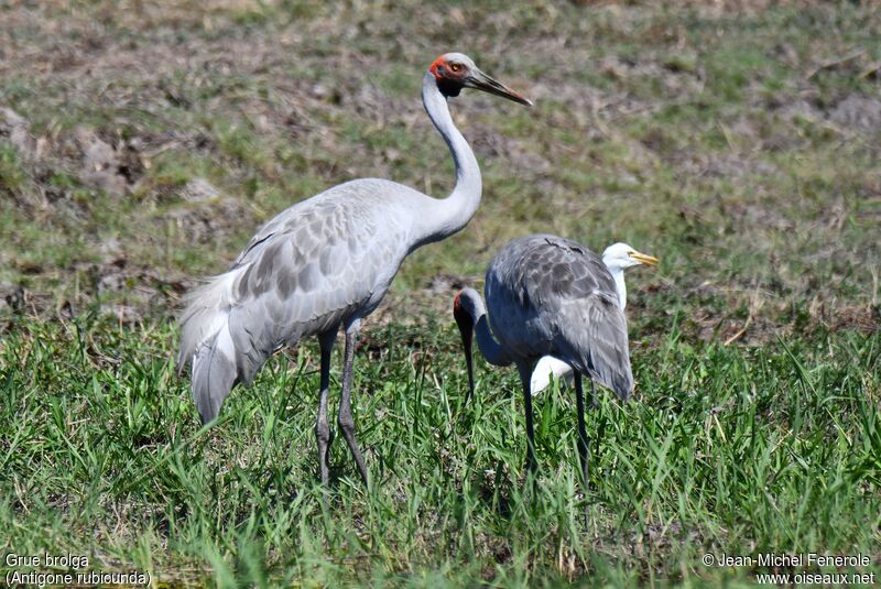 Grue brolga